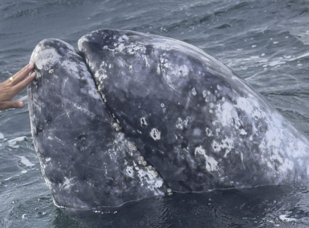 Notes from the trail #4: Whales and Oases in Baja California Sur